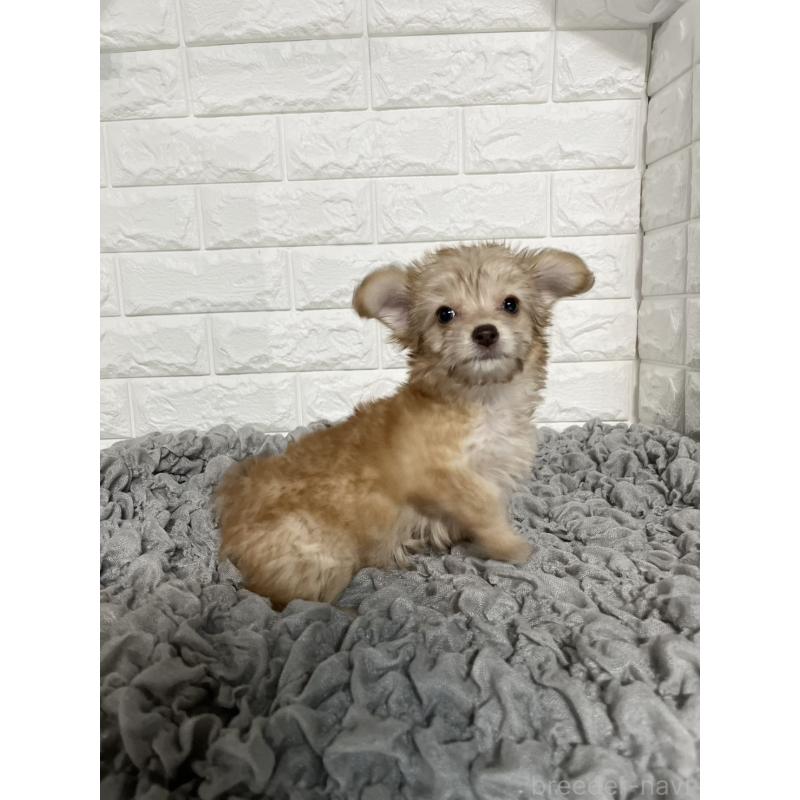 販売中の岡山県のミックス犬-420353の3枚目