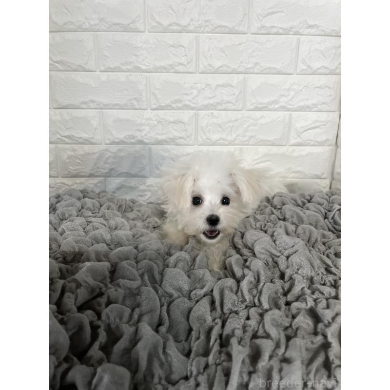 岡山県のマルチーズ｜女の子・2025/07/16生まれ・ホワイト(白)（子犬ID