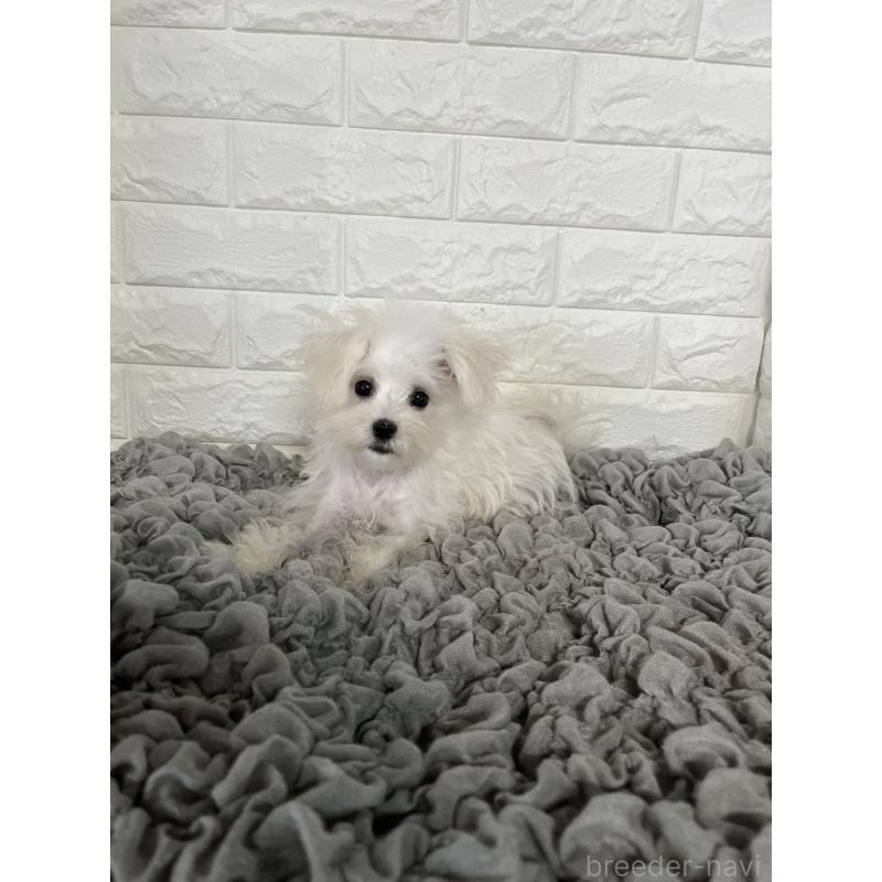 販売中の岡山県のマルチーズ-414419の5枚目