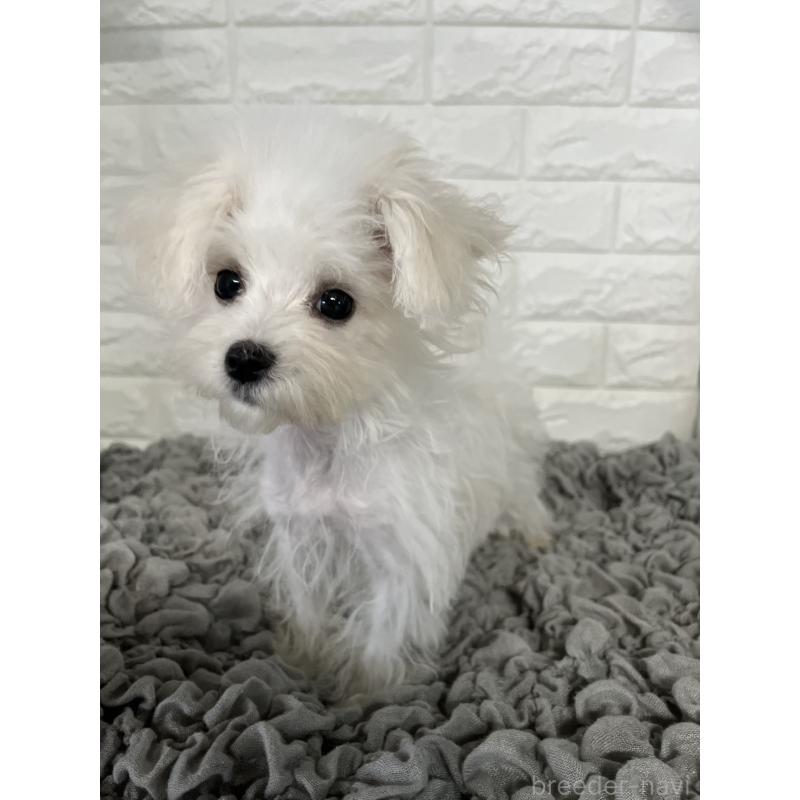 販売中の岡山県のマルチーズ-414419の4枚目