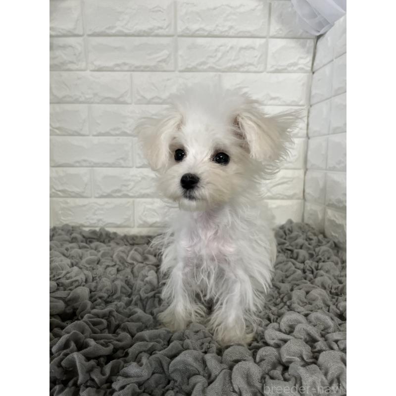 販売中の岡山県のマルチーズ-414419の3枚目