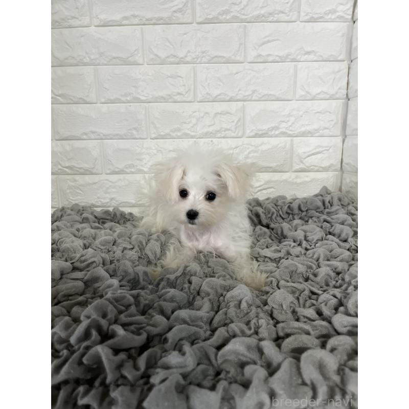 販売中の岡山県のマルチーズ-414419の2枚目