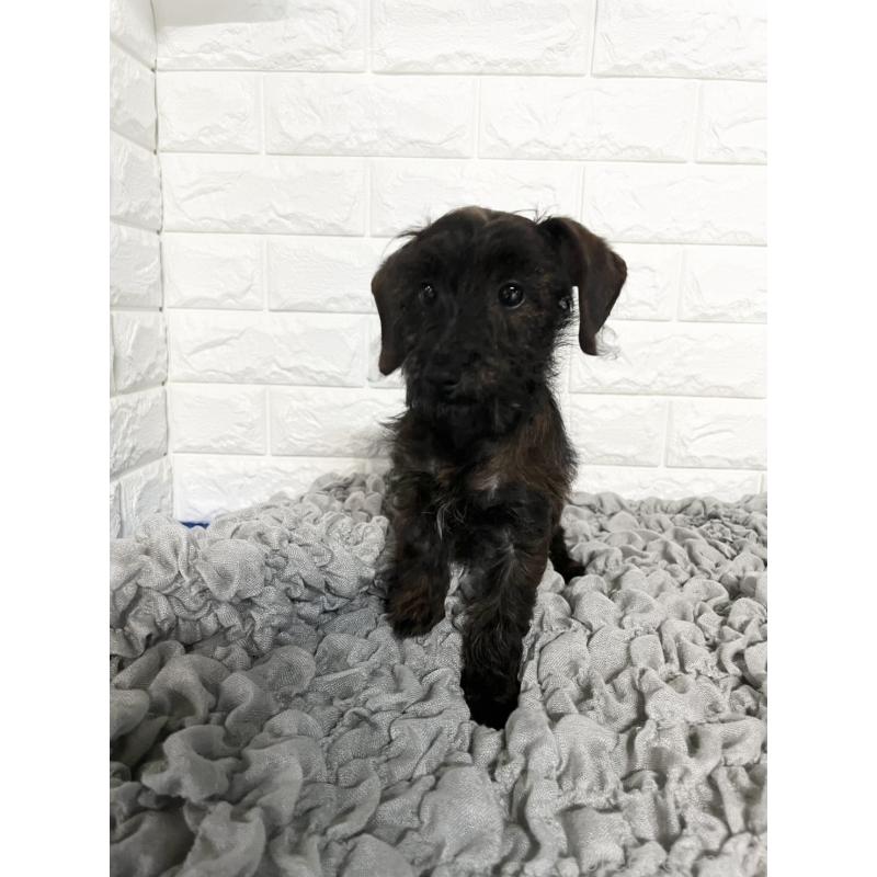 販売中の岡山県のダップー:ミニチュアダックスフンド×トイプードル-410005の5枚目