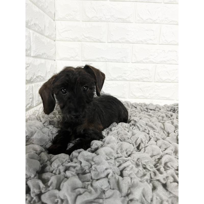 販売中の岡山県のダップー:ミニチュアダックスフンド×トイプードル-410005の4枚目