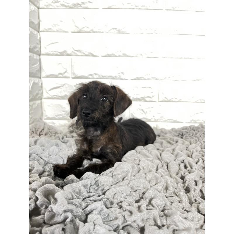 販売中の岡山県のダップー:ミニチュアダックスフンド×トイプードル-410005の3枚目