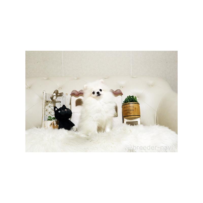 販売中の佐賀県のポメラニアン-419100の4枚目