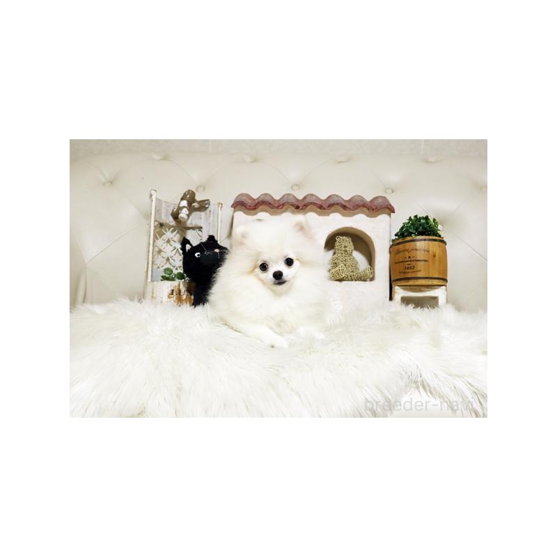 販売中の佐賀県のポメラニアン-419100の2枚目