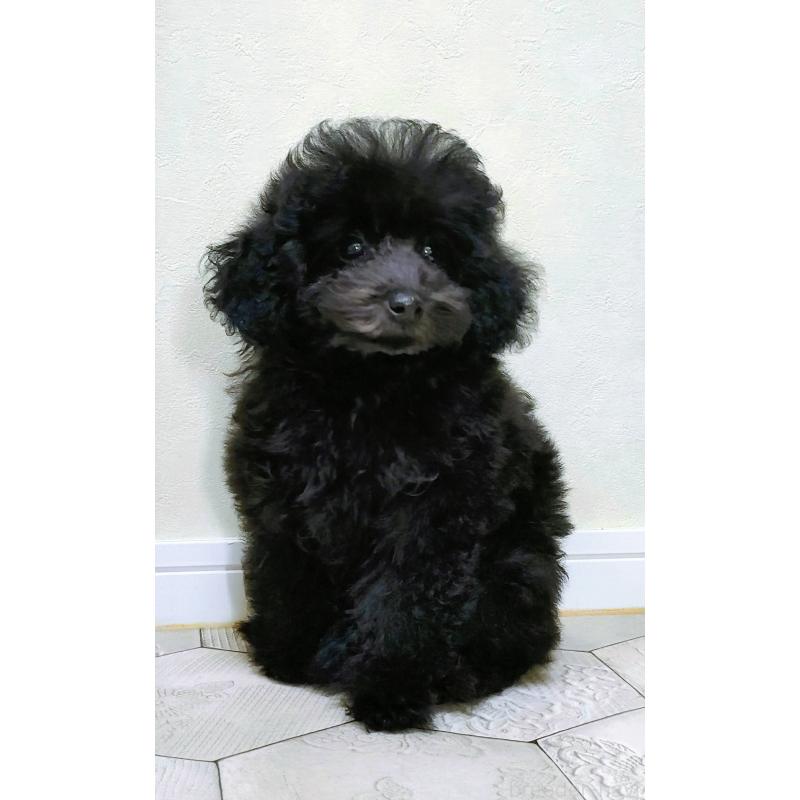 成約済の千葉県のトイプードル-419150の4枚目