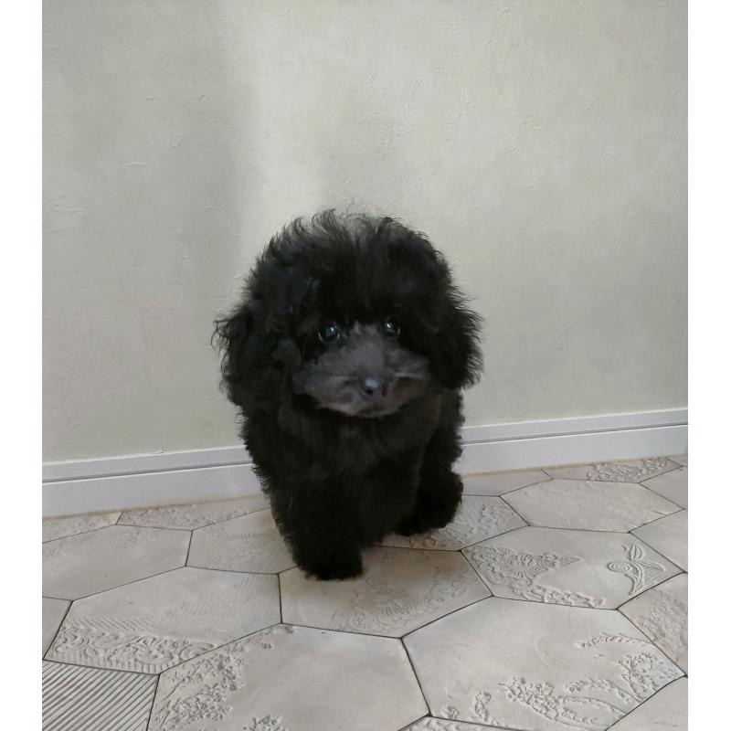 成約済の千葉県のトイプードル-419150の2枚目