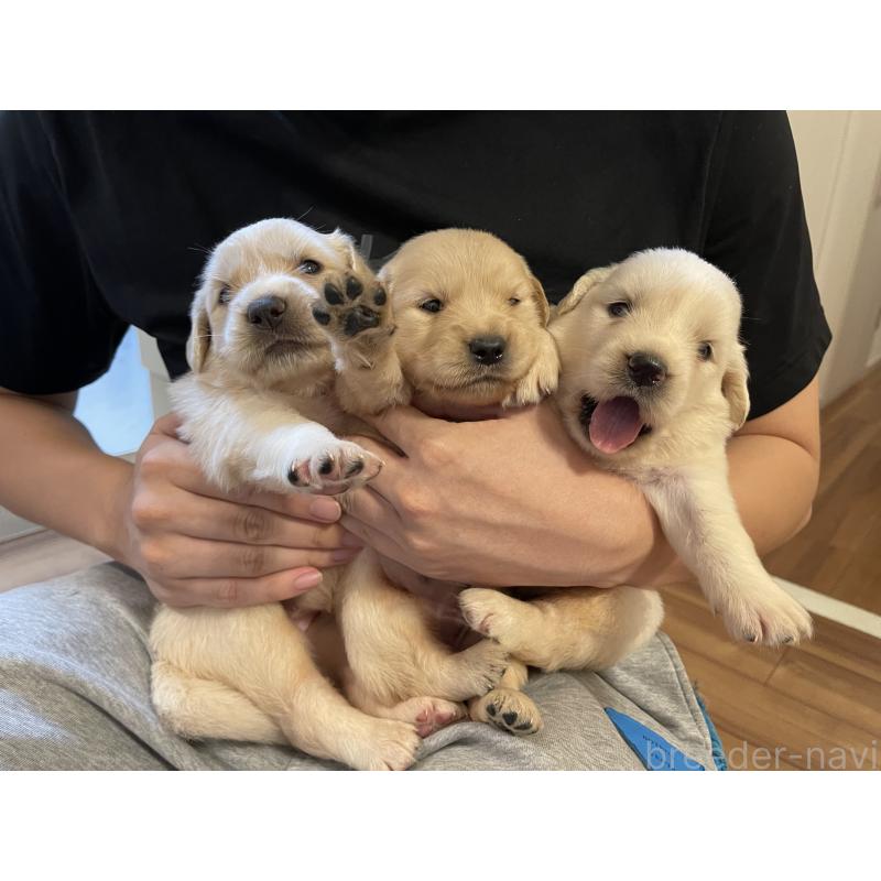 成約済の愛知県のゴールデンレトリーバー-425268の1枚目