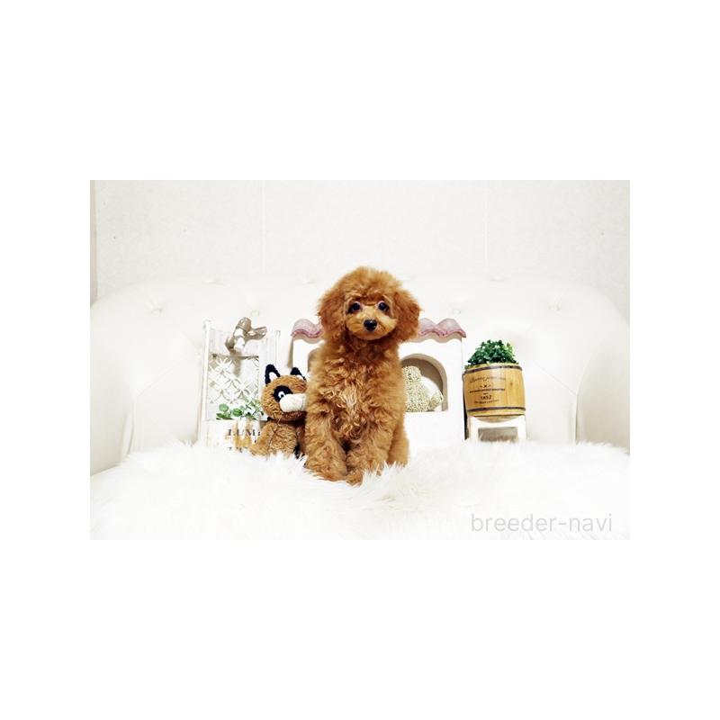 販売中の佐賀県のトイプードル-413850の5枚目