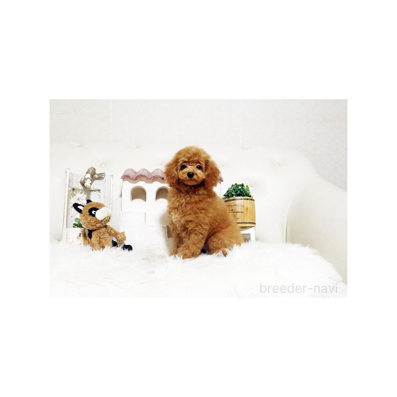 販売中の佐賀県のトイプードル-413850の4枚目