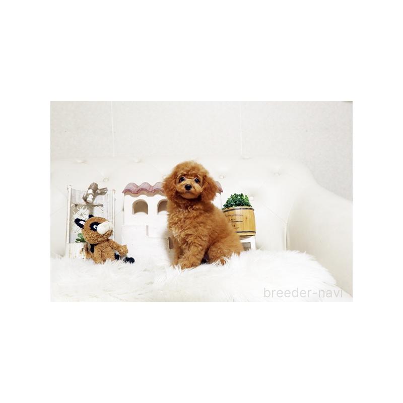 販売中の佐賀県のトイプードル-413850の3枚目