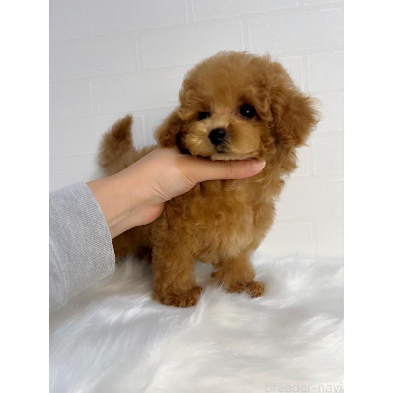 販売中の和歌山県のティーカッププードル-417818の3枚目