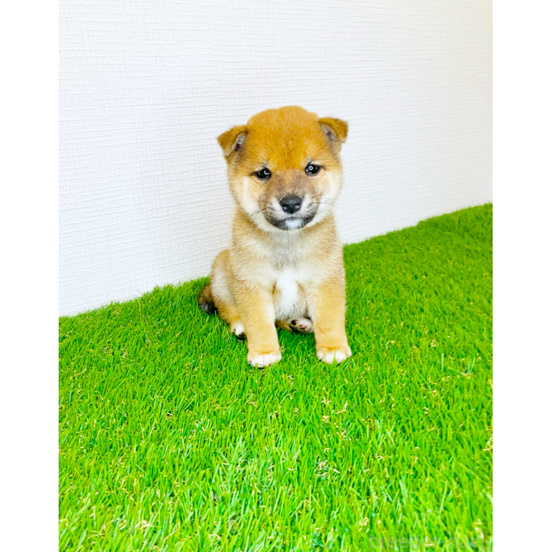 販売中の広島県の豆柴-425272の8枚目