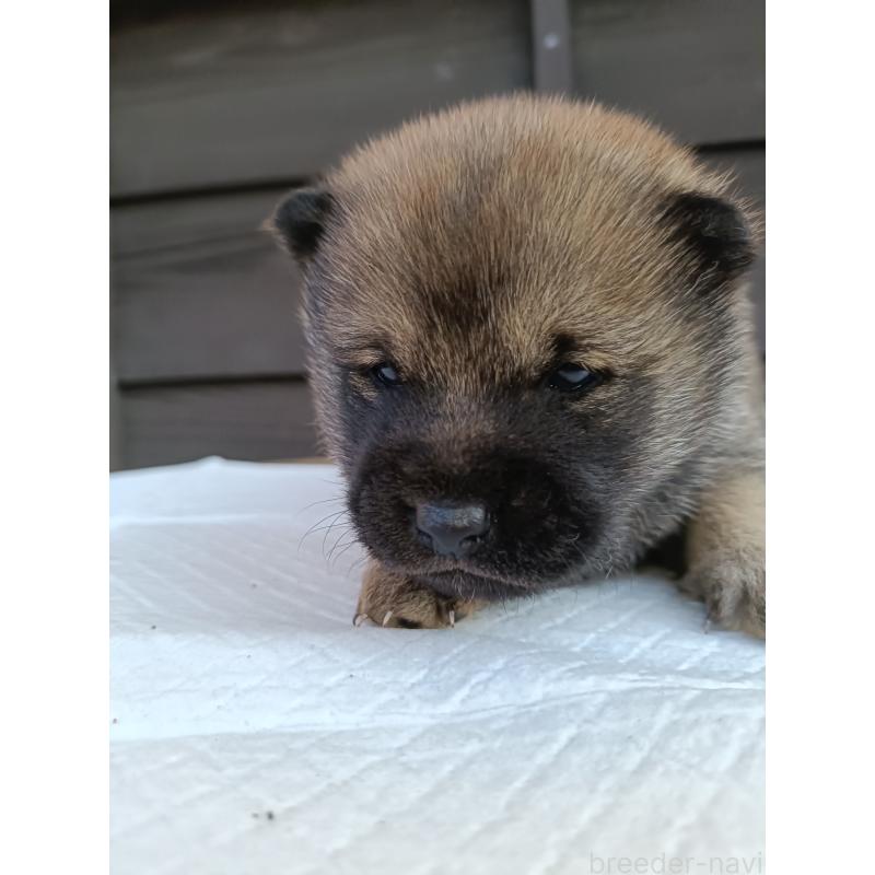 販売中の岩手県の柴犬-425273の3枚目