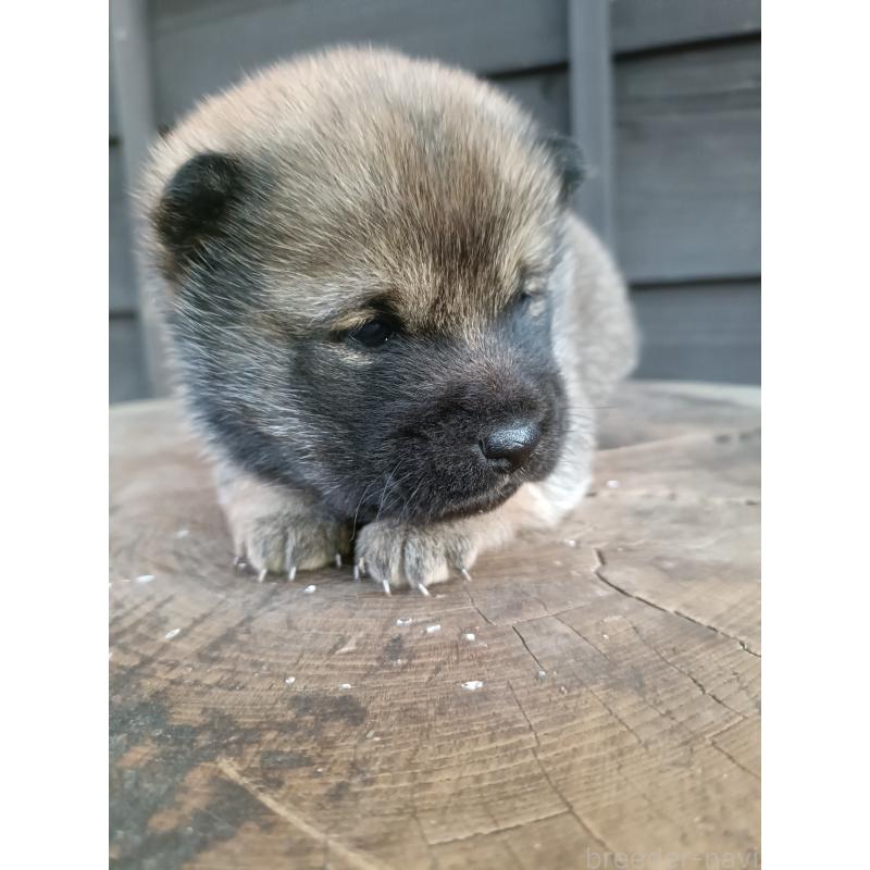 販売中の岩手県の柴犬-425273の2枚目