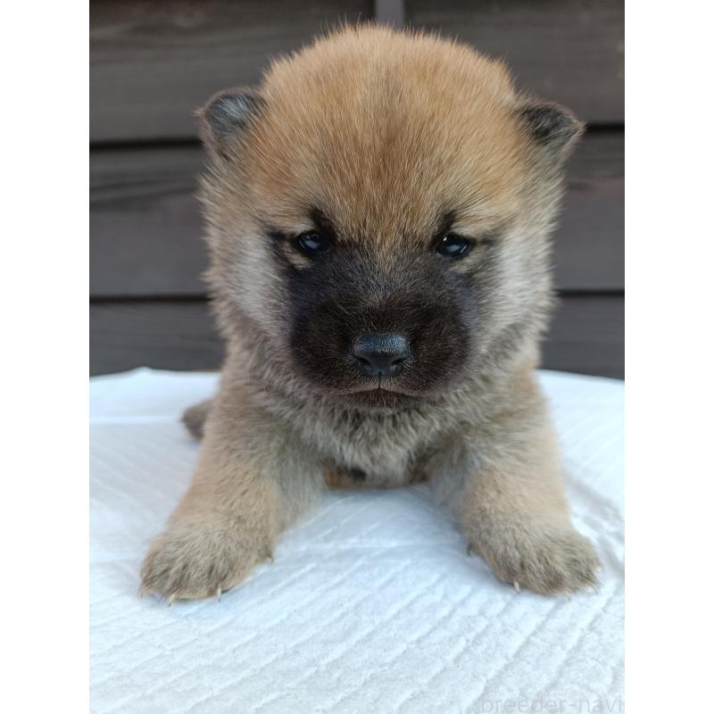 販売中の岩手県の柴犬-425274の3枚目