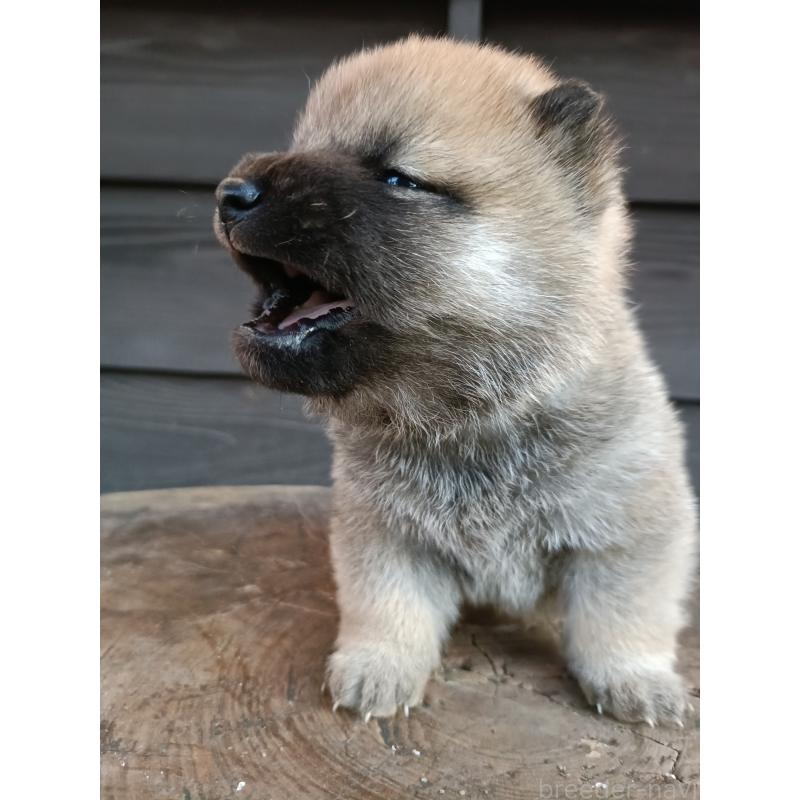 販売中の岩手県の柴犬-425274の2枚目