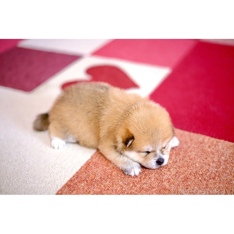 商談中の北海道の豆柴-422136の3枚目