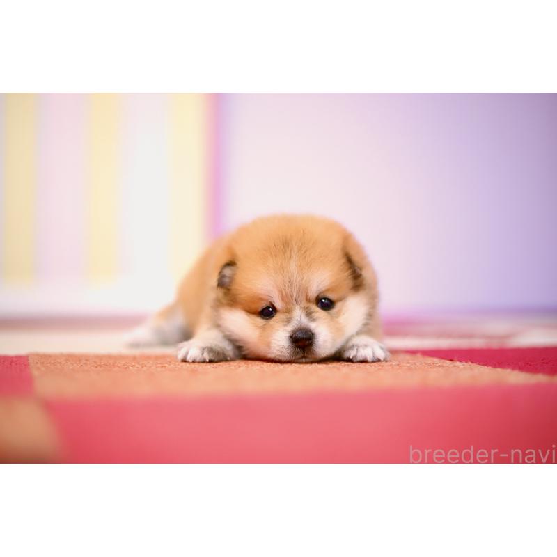 商談中の北海道の豆柴-422136の2枚目