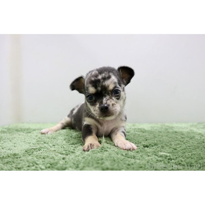 販売中の群馬県のチワワ(スムースコート)-425280の6枚目