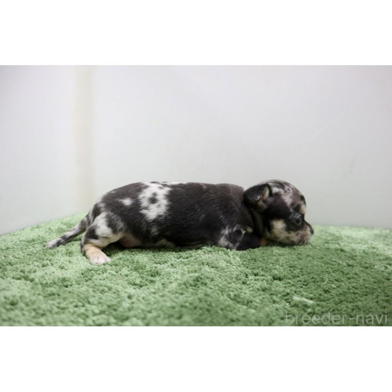 販売中の群馬県のチワワ(スムースコート)-425280の4枚目