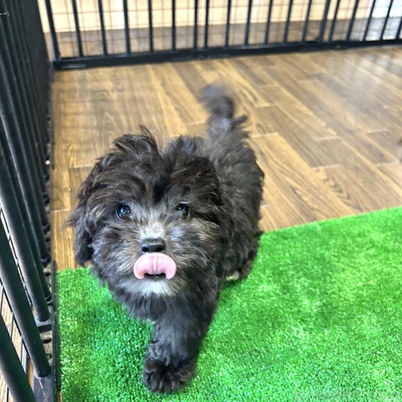 販売中の栃木県のマルプー:マルチーズ×トイプードル-418560の20枚目