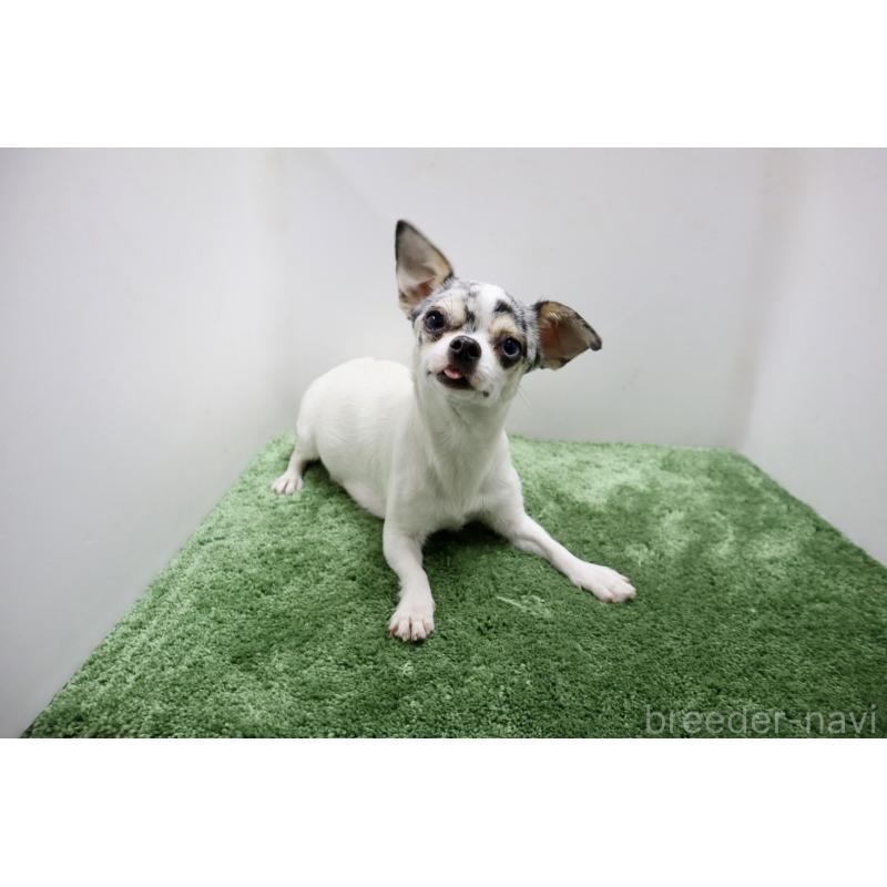 リタちゃん1枚目