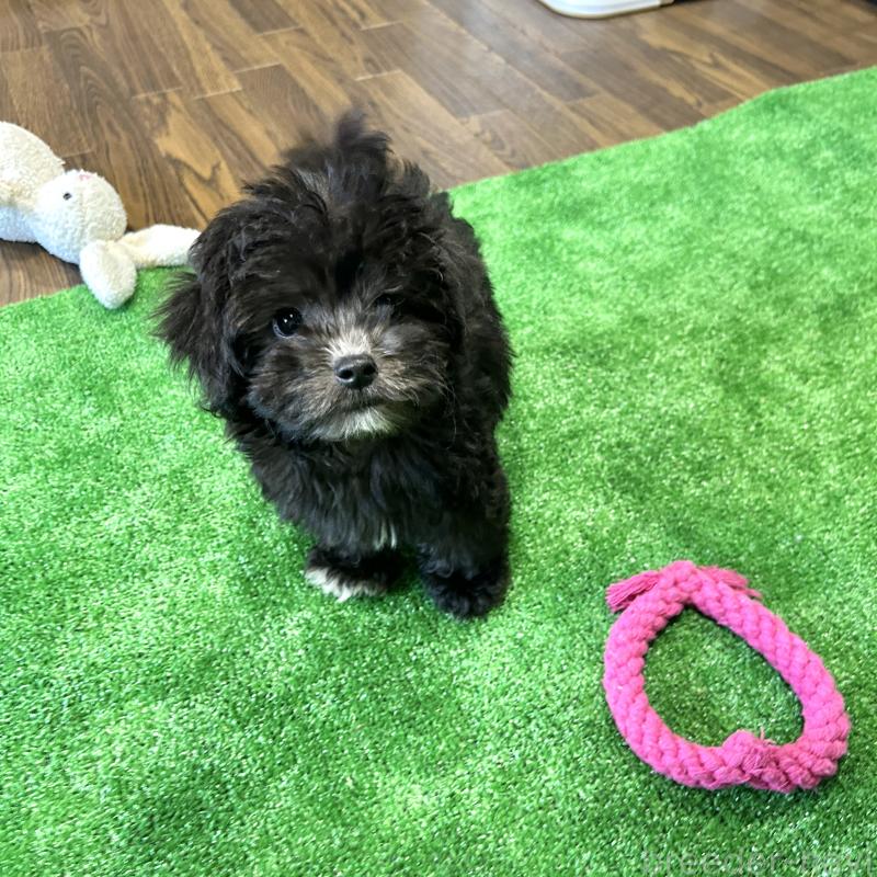 販売中の栃木県のマルプー:マルチーズ×トイプードル-418560の19枚目