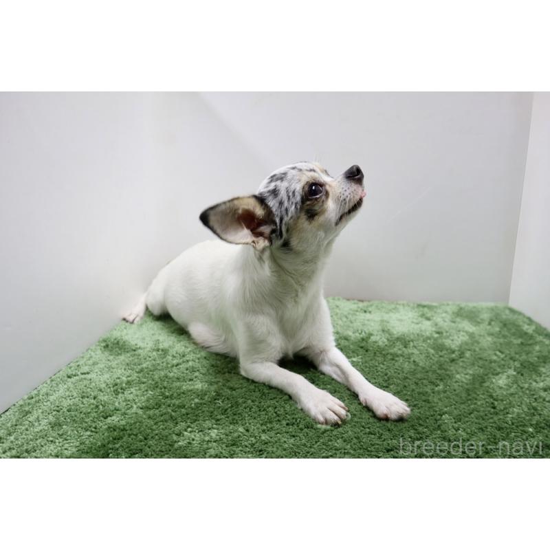 リタちゃん1枚目