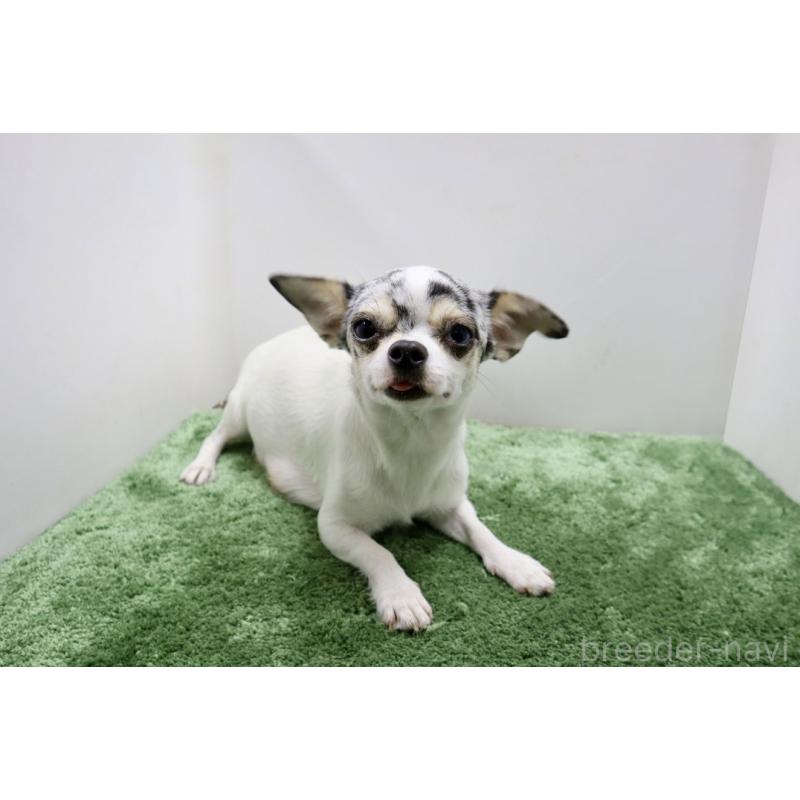 リタちゃん1枚目