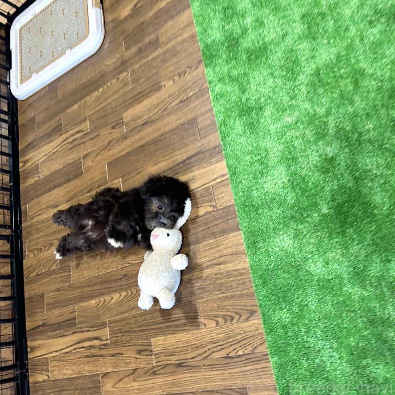 販売中の栃木県のマルプー:マルチーズ×トイプードル-418560の18枚目