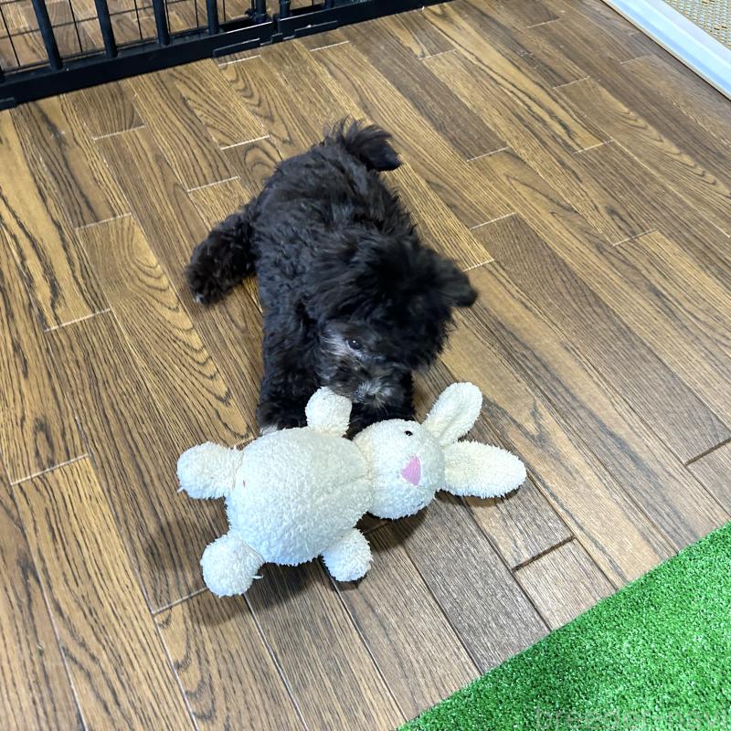 販売中の栃木県のマルプー:マルチーズ×トイプードル-418560の17枚目