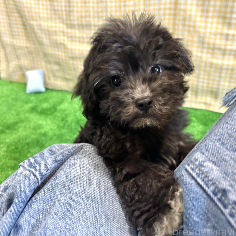 販売中の栃木県のマルプー:マルチーズ×トイプードル-418560の16枚目