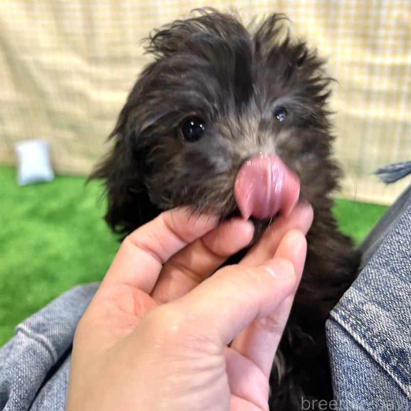 販売中の栃木県のマルプー:マルチーズ×トイプードル-418560の15枚目