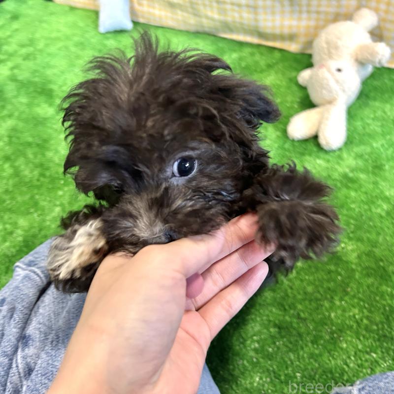 販売中の栃木県のマルプー:マルチーズ×トイプードル-418560の14枚目