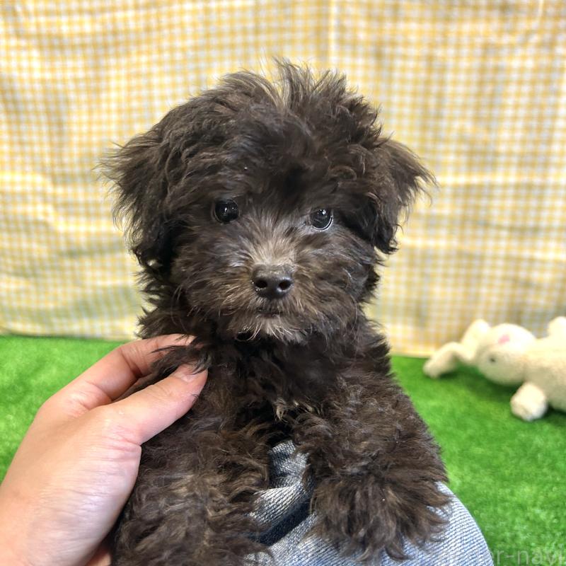 販売中の栃木県のマルプー:マルチーズ×トイプードル-418560の13枚目