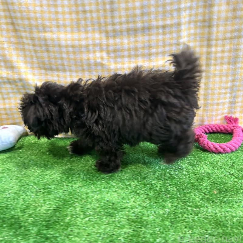 販売中の栃木県のマルプー:マルチーズ×トイプードル-418560の11枚目