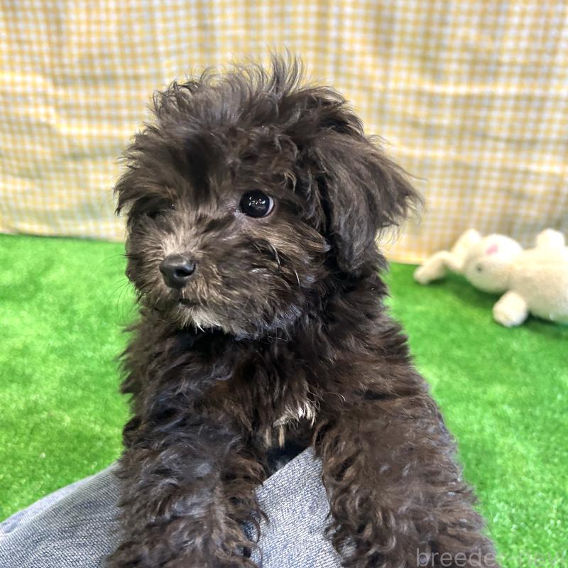 販売中の栃木県のマルプー:マルチーズ×トイプードル-418560の10枚目