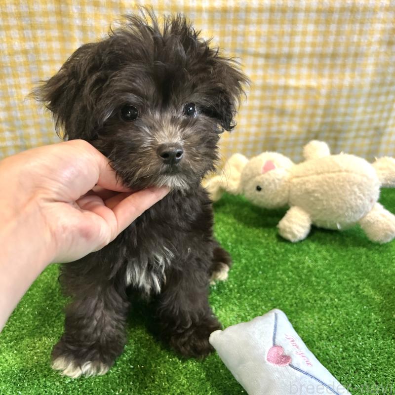 販売中の栃木県のマルプー:マルチーズ×トイプードル-418560の9枚目