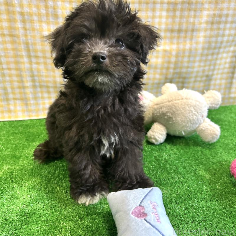 販売中の栃木県のマルプー:マルチーズ×トイプードル-418560の8枚目