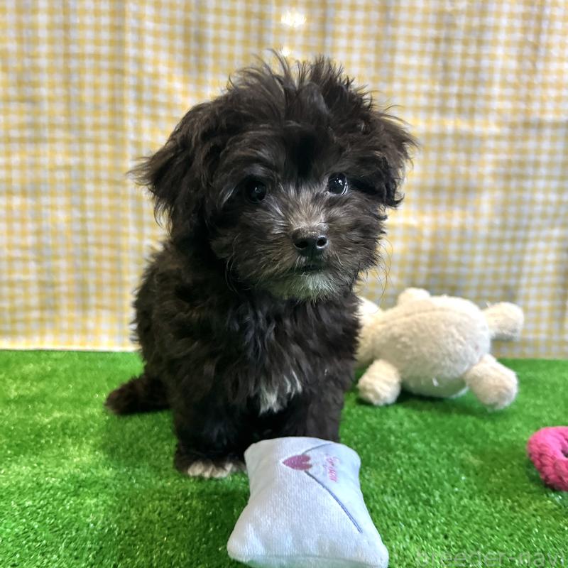 販売中の栃木県のマルプー:マルチーズ×トイプードル-418560の7枚目