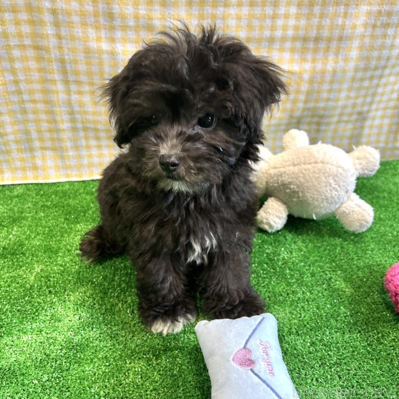 販売中の栃木県のマルプー:マルチーズ×トイプードル-418560の6枚目