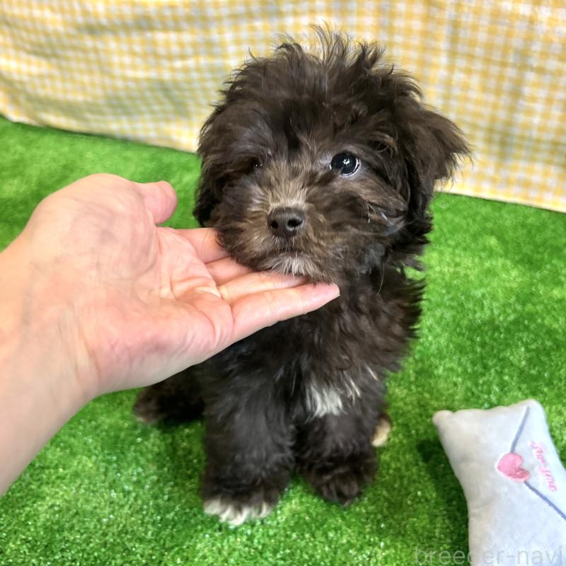 販売中の栃木県のマルプー:マルチーズ×トイプードル-418560の5枚目