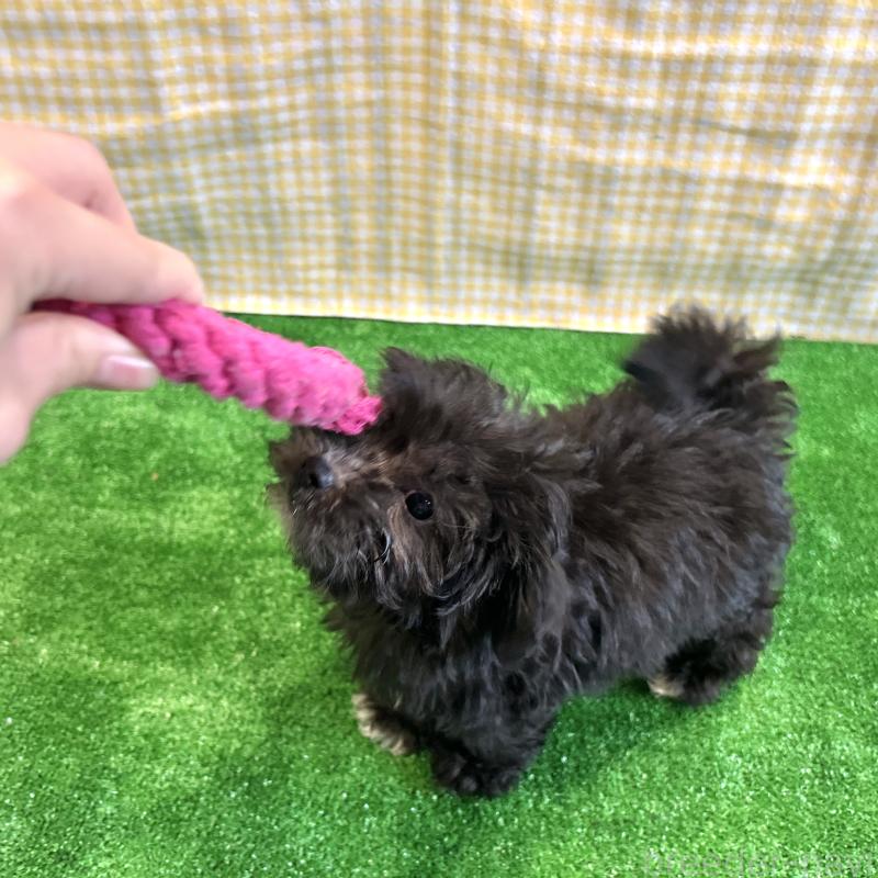 販売中の栃木県のマルプー:マルチーズ×トイプードル-418560の4枚目