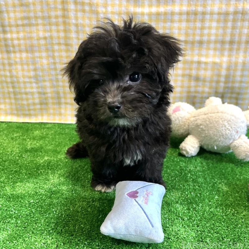 販売中の栃木県のマルプー:マルチーズ×トイプードル-418560の3枚目