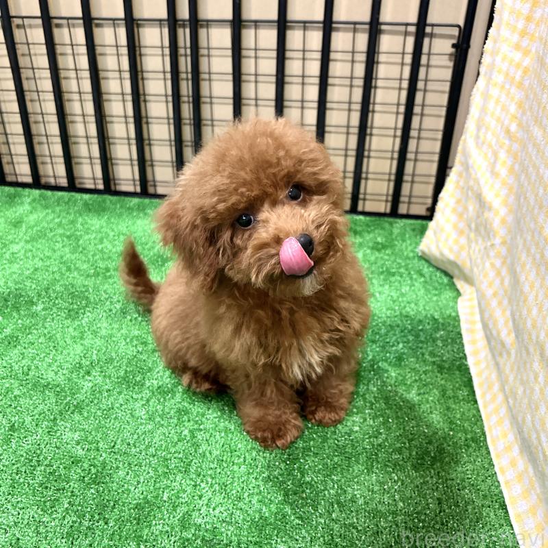 商談中の栃木県のトイプードル-415740の10枚目