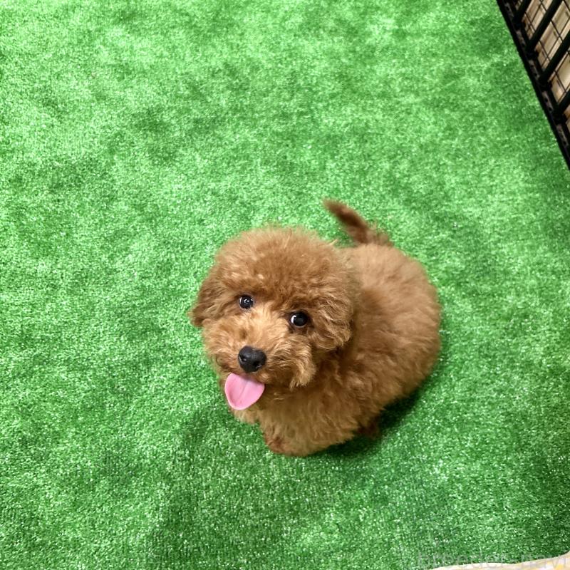 商談中の栃木県のトイプードル-415740の9枚目