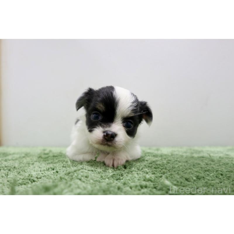 販売中の群馬県のチワワ(ロングコート)-425281の6枚目